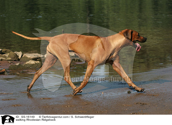 laufender Rhodesian Ridgeback / walking Rhodesian Ridgeback / SS-16149
