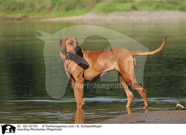 stehender Rhodesian Ridgeback / standing Rhodesian Ridgeback / SS-16150