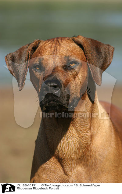 Rhodesian Ridgeback Portrait / Rhodesian Ridgeback Portrait / SS-16151