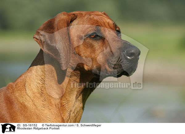 Rhodesian Ridgeback Portrait / Rhodesian Ridgeback Portrait / SS-16152