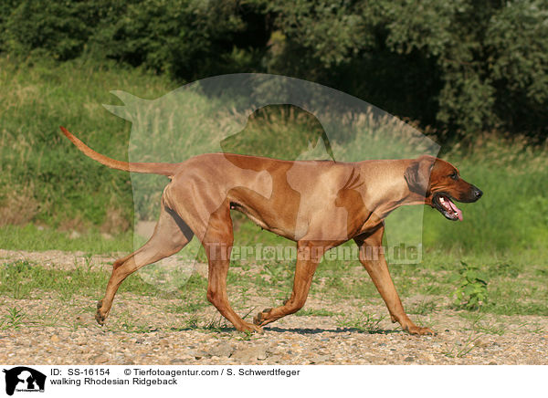 laufender Rhodesian Ridgeback / walking Rhodesian Ridgeback / SS-16154