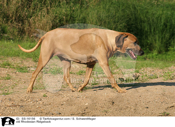 alter Rhodesian Ridgeback / old Rhodesian Ridgeback / SS-16156