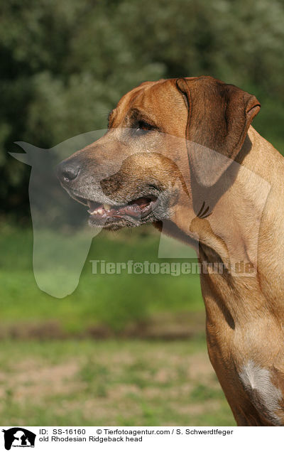 alter Rhodesian Ridgeback im Portrait / old Rhodesian Ridgeback head / SS-16160