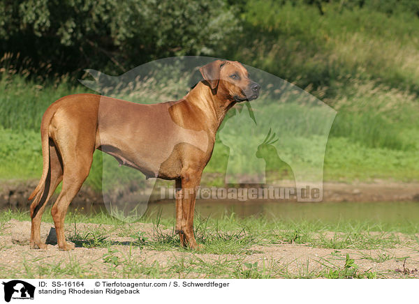 stehender Rhodesian Ridgeback / standing Rhodesian Ridgeback / SS-16164
