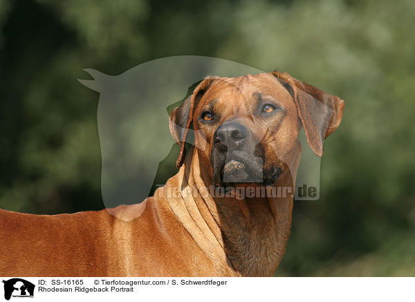 Rhodesian Ridgeback Portrait / Rhodesian Ridgeback Portrait / SS-16165