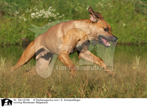 rennender Rhodesian Ridgeback / running Rhodesian Ridgeback / SS-16168