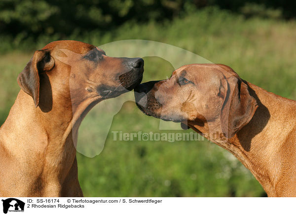 2 Rhodesian Ridgebacks / 2 Rhodesian Ridgebacks / SS-16174