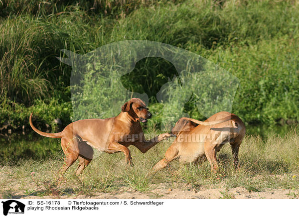 spielende Rhodesian Ridgebacks / playing Rhodesian Ridgebacks / SS-16178