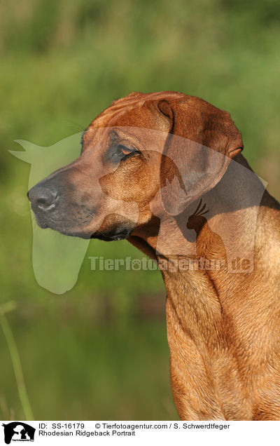 Rhodesian Ridgeback Portrait / Rhodesian Ridgeback Portrait / SS-16179