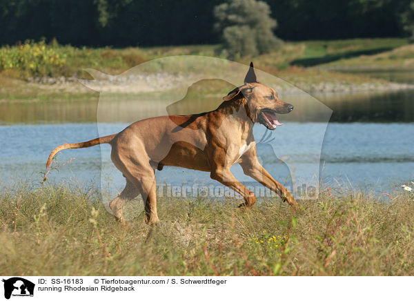 rennender Rhodesian Ridgeback / running Rhodesian Ridgeback / SS-16183