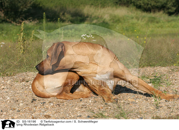 liegender Rhodesian Ridgeback / lying Rhodesian Ridgeback / SS-16196