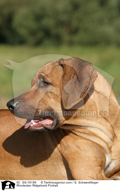 Rhodesian Ridgeback Portrait / SS-16199