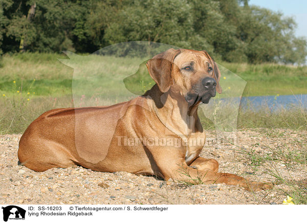 liegender Rhodesian Ridgeback / lying Rhodesian Ridgeback / SS-16203