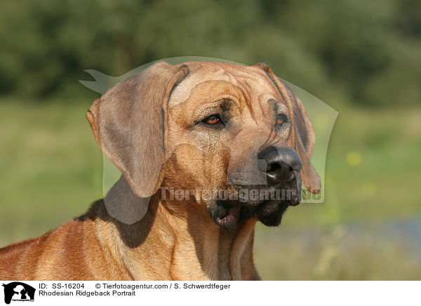 Rhodesian Ridgeback Portrait / Rhodesian Ridgeback Portrait / SS-16204