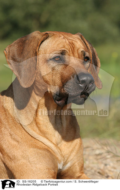 Rhodesian Ridgeback Portrait / Rhodesian Ridgeback Portrait / SS-16205