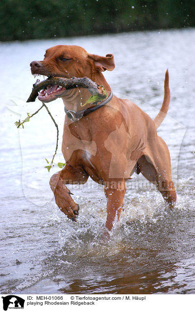 spielender Rhodesian Ridgeback / playing Rhodesian Ridgeback / MEH-01066