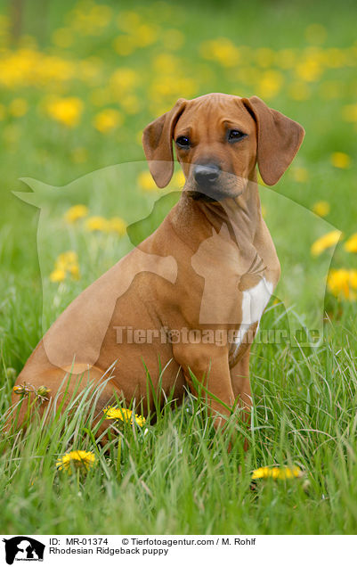 Rhodesian Ridgeback Welpe / Rhodesian Ridgeback puppy / MR-01374