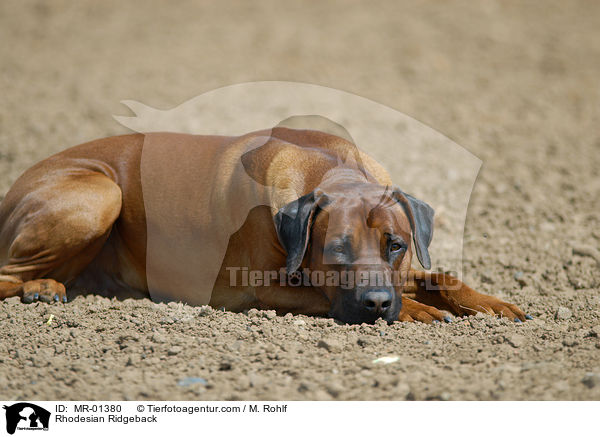 Rhodesian Ridgeback / Rhodesian Ridgeback / MR-01380