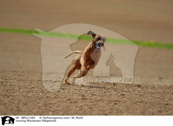 rennender Rhodesian Ridgeback / running Rhodesian Ridgeback / MR-01384