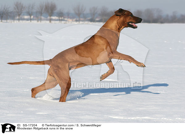 Rhodesian Ridgeback runs in the snow / SS-17204
