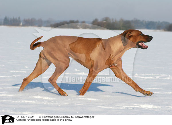 rennender Rhodesian Ridgeback im Schnee / running Rhodesian Ridgeback in the snow / SS-17221