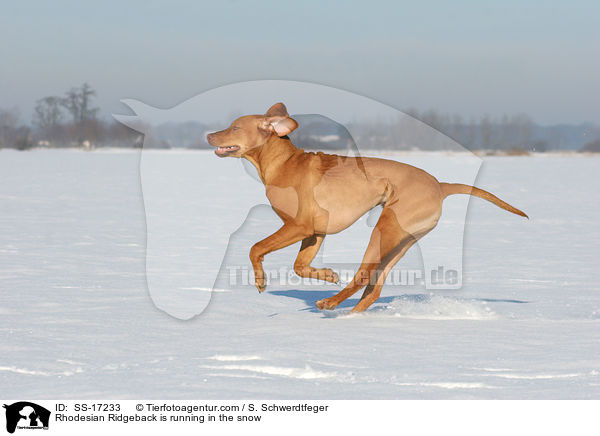Rhodesian Ridgeback rennt im Schnee / Rhodesian Ridgeback is running in the snow / SS-17233