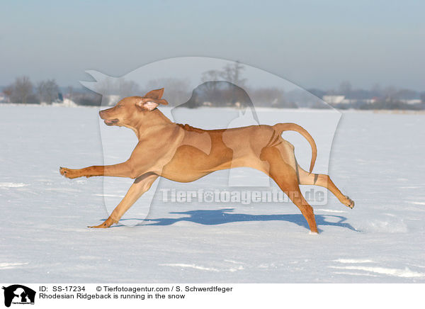 Rhodesian Ridgeback rennt im Schnee / Rhodesian Ridgeback is running in the snow / SS-17234