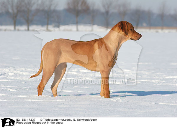 Rhodesian Ridgeback im Schnee / Rhodesian Ridgeback in the snow / SS-17237
