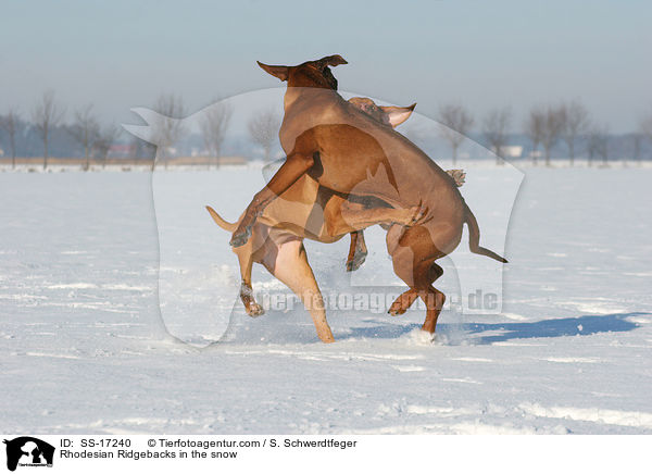 Rhodesian Ridgebacks im Schnee / Rhodesian Ridgebacks in the snow / SS-17240
