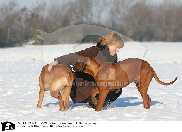 Frau mit Rhodesian Ridgebacks im Schnee / woman with Rhodesian Ridgebacks in the snow / SS-17247