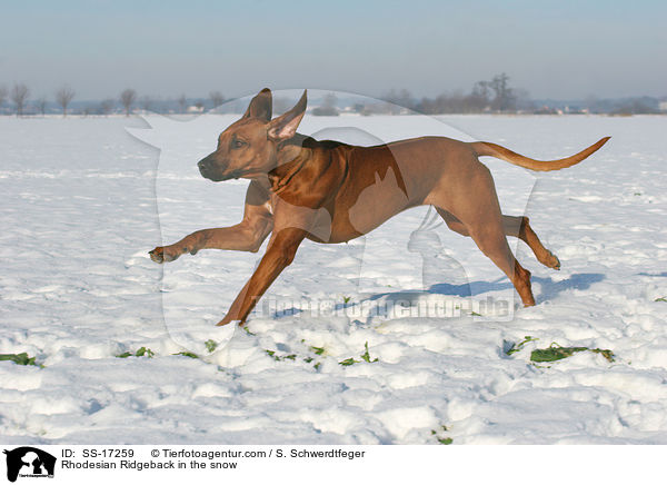 Rhodesian Ridgeback im Schnee / Rhodesian Ridgeback in the snow / SS-17259