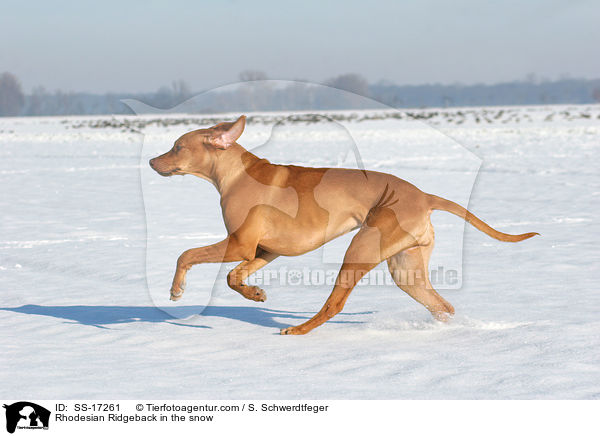 Rhodesian Ridgeback im Schnee / Rhodesian Ridgeback in the snow / SS-17261