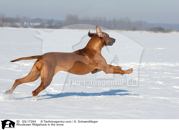 Rhodesian Ridgeback im Schnee / Rhodesian Ridgeback in the snow / SS-17264