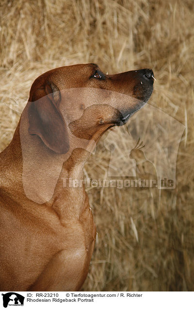 Rhodesian Ridgeback Portrait / Rhodesian Ridgeback Portrait / RR-23210