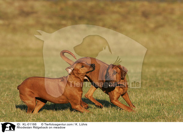 Rhodesian Ridgeback auf Wiese / Rhodesian Ridgeback on meadow / KL-01166