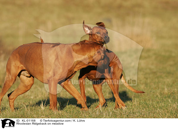 Rhodesian Ridgeback auf Wiese / Rhodesian Ridgeback on meadow / KL-01168