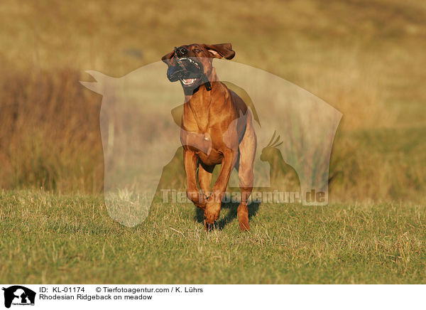 Rhodesian Ridgeback auf Wiese / Rhodesian Ridgeback on meadow / KL-01174