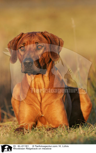 Rhodesian Ridgeback auf Wiese / Rhodesian Ridgeback on meadow / KL-01181