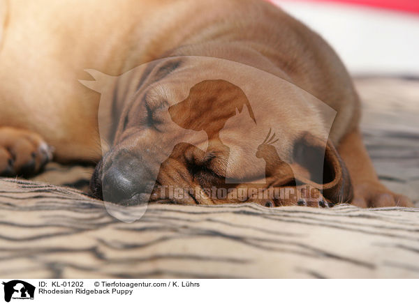 Rhodesian Ridgeback Welpe / Rhodesian Ridgeback Puppy / KL-01202