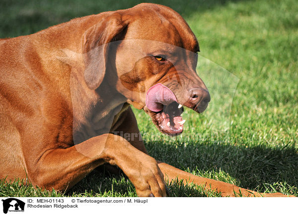 Rhodesian Ridgeback / Rhodesian Ridgeback / MEH-01143