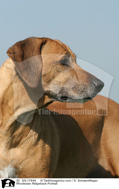 Rhodesian Ridgeback Portrait / Rhodesian Ridgeback Portrait / SS-17649