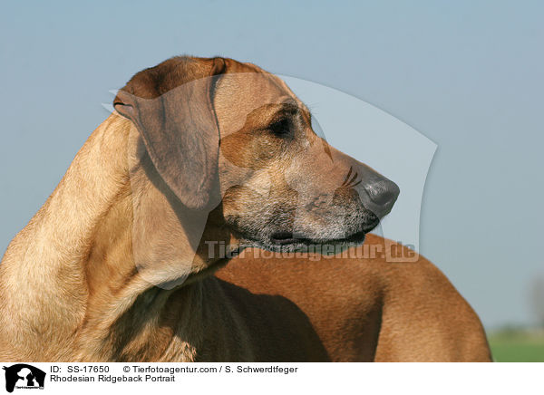 Rhodesian Ridgeback Portrait / Rhodesian Ridgeback Portrait / SS-17650