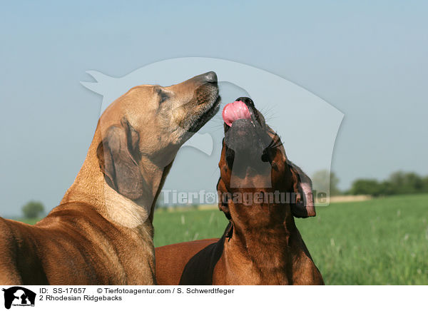 2 Rhodesian Ridgebacks / 2 Rhodesian Ridgebacks / SS-17657