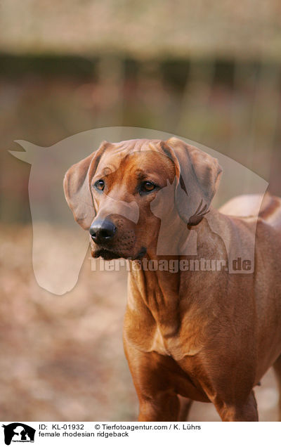 Rhodesian Ridgeback Hndin / female rhodesian ridgeback / KL-01932