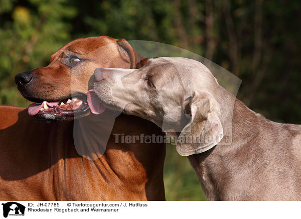 Rhodesian Ridgeback und Weimaraner / Rhodesian Ridgeback and Weimaraner / JH-07785