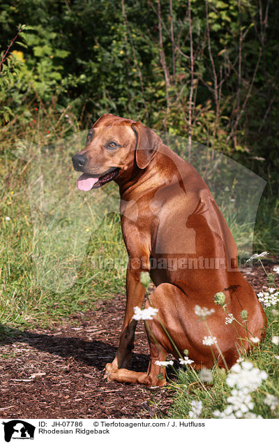 Rhodesian Ridgeback / Rhodesian Ridgeback / JH-07786
