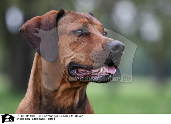 Rhodesian Ridgeback Portrait / Rhodesian Ridgeback Portrait / MB-01109