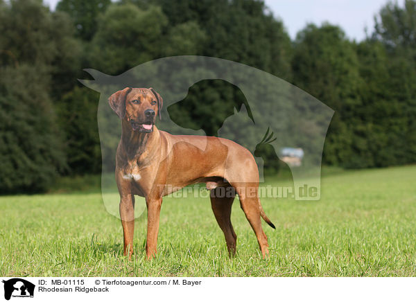 Rhodesian Ridgeback / Rhodesian Ridgeback / MB-01115