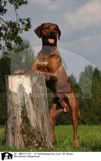 Rhodesian Ridgeback / Rhodesian Ridgeback / MB-01118