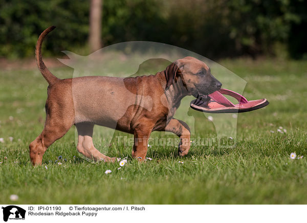 Rhodesian Ridgeback Welpe / Rhodesian Ridgeback Puppy / IPI-01190